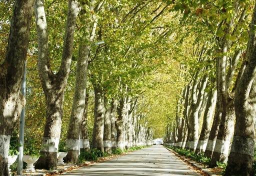 Pensao Lourenco Curia Εξωτερικό φωτογραφία